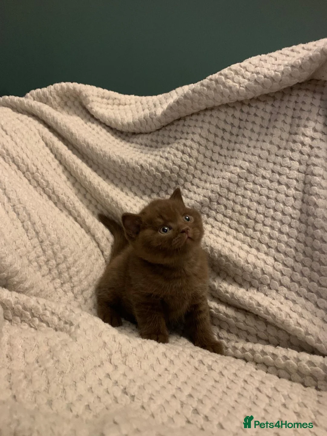 British Shorthair cats for sale: GCCF choclate British shorthair kittens READY NOW  - Advert 18