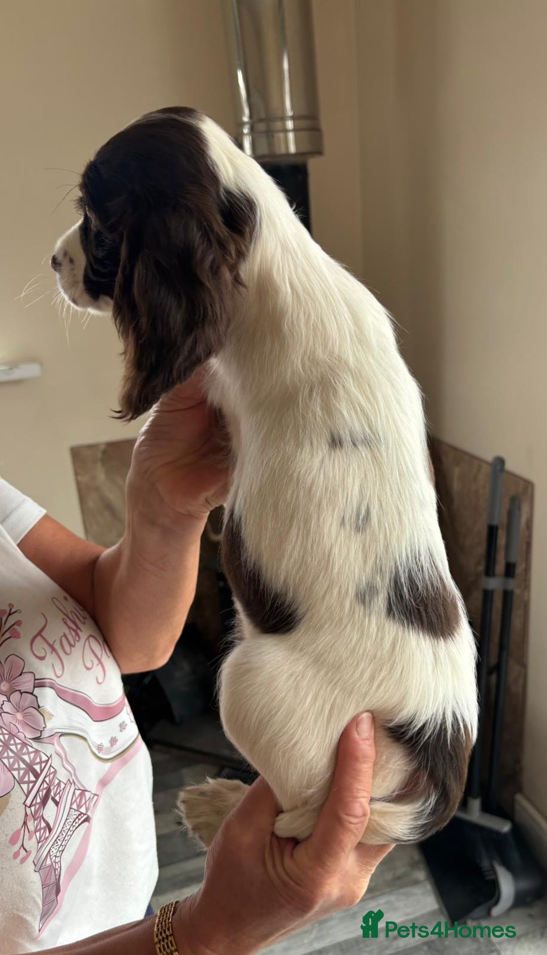 Sprocker dogs for sale: Sprocker  - Image 8