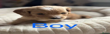 Cockapoo Puppy 1