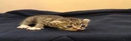 Mixed Breed cats for sale: Sphynx cross kittens x6 - Advert 35