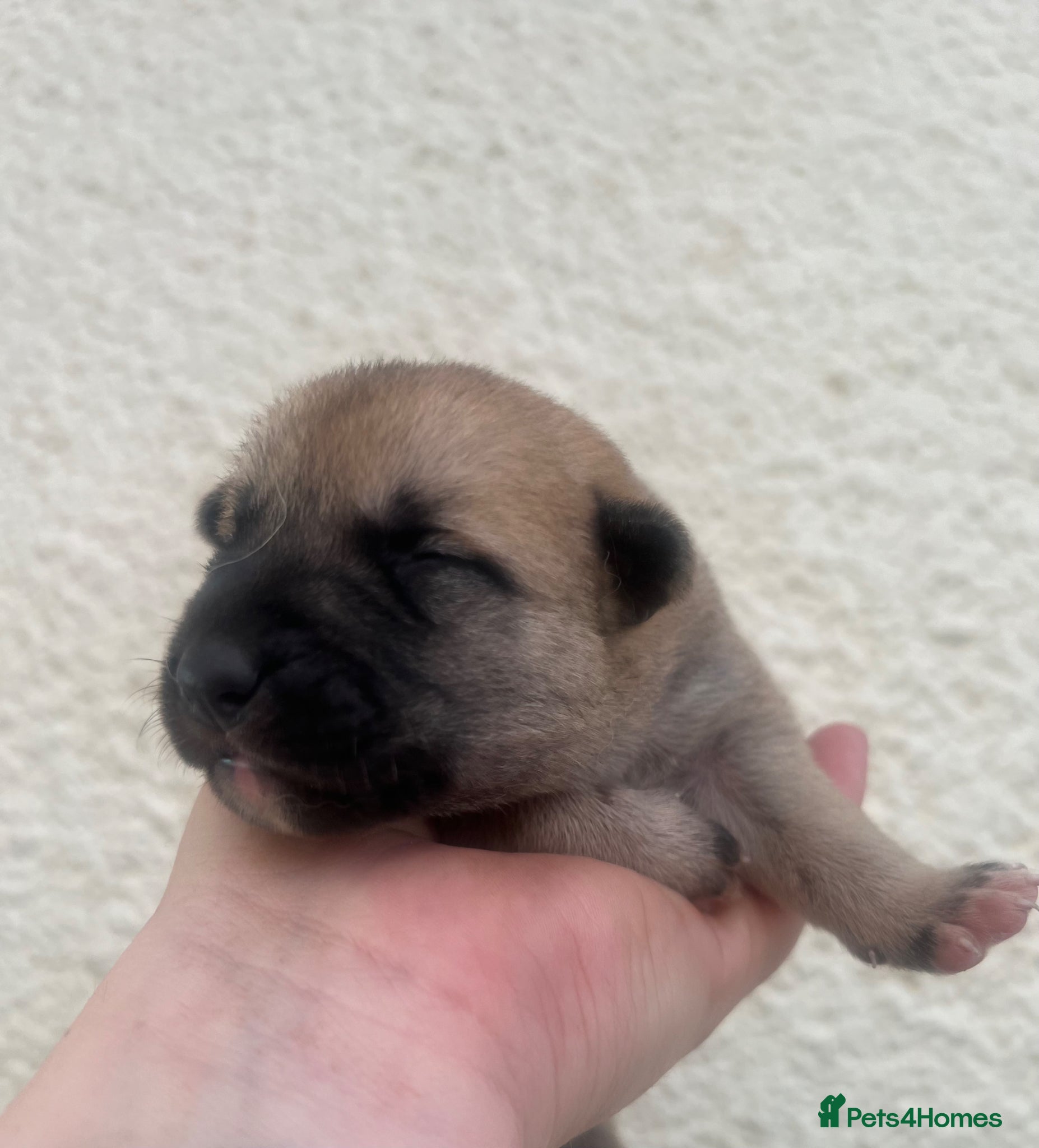 Mixed Breed dogs for sale: 7 beautiful Malkita x puppies with unique colours  - Advert 6