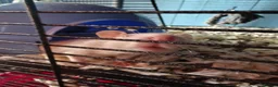 Rat rodents for sale: Rats! Male and female - Advert 3