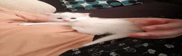 Siberian cats for sale: 4 kittens for sale - Advert 38