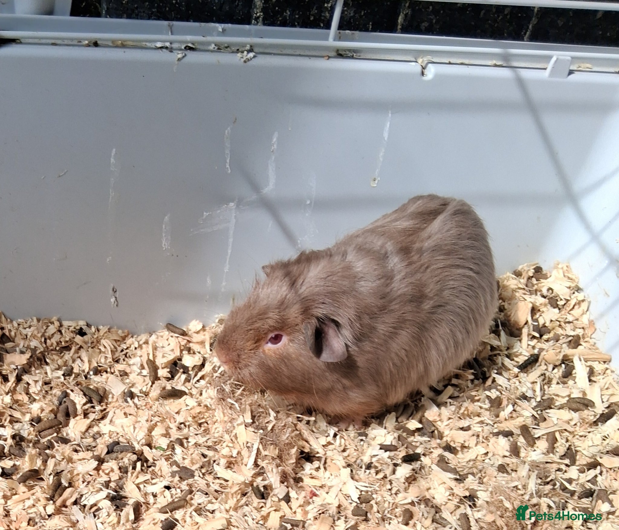 Guinea Pig rodents Baby guinea pigs 2 female 4 male  - Advert 18
