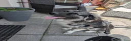 Mixed Breed dogs for adoption: Meet Galaxy, currently residing in Scotland  in Elgin - Advert 2