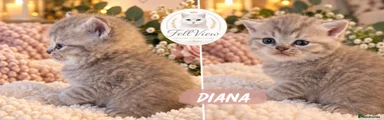 Diana