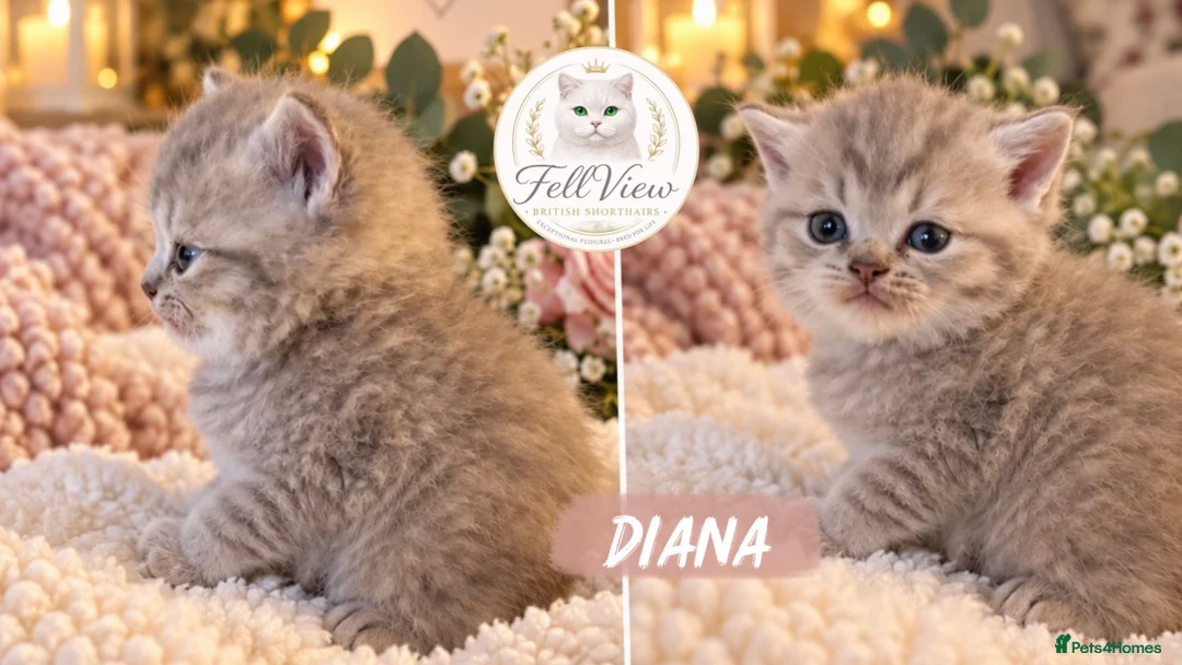 British Longhair cats for sale: GCCF Registered Pedigree British Longhair Kittens - Advert 2