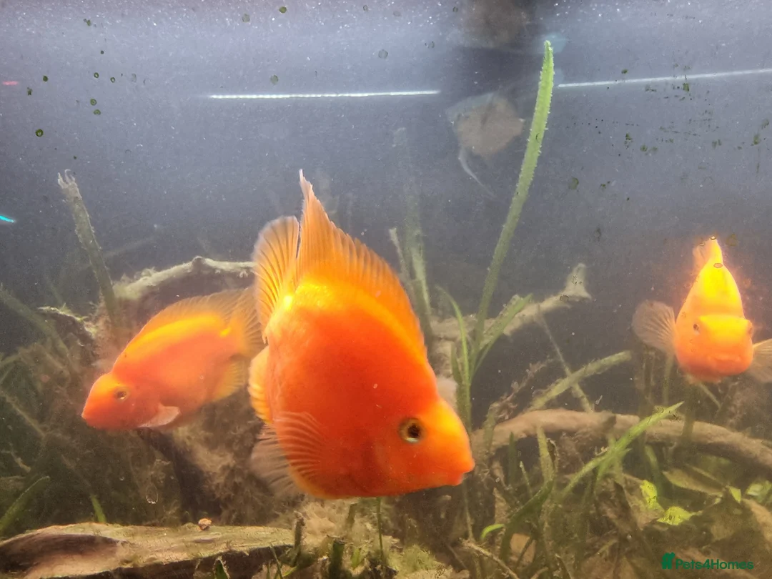 Cichlids fish for sale: Tropical fish - Advert 12