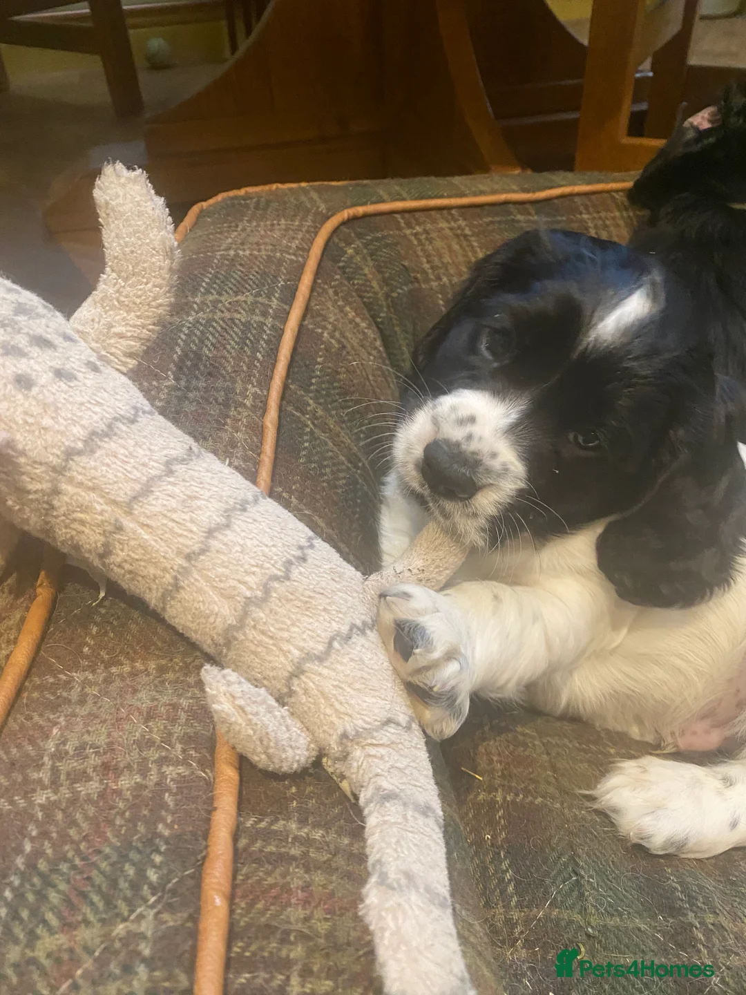 Cocker Spaniel dogs for sale: Working Cocker Puppies - Advert 6