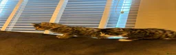 Mixed Breed cats for sale: 5 Beautiful Kittens Available Now !!  in London - Advert 17
