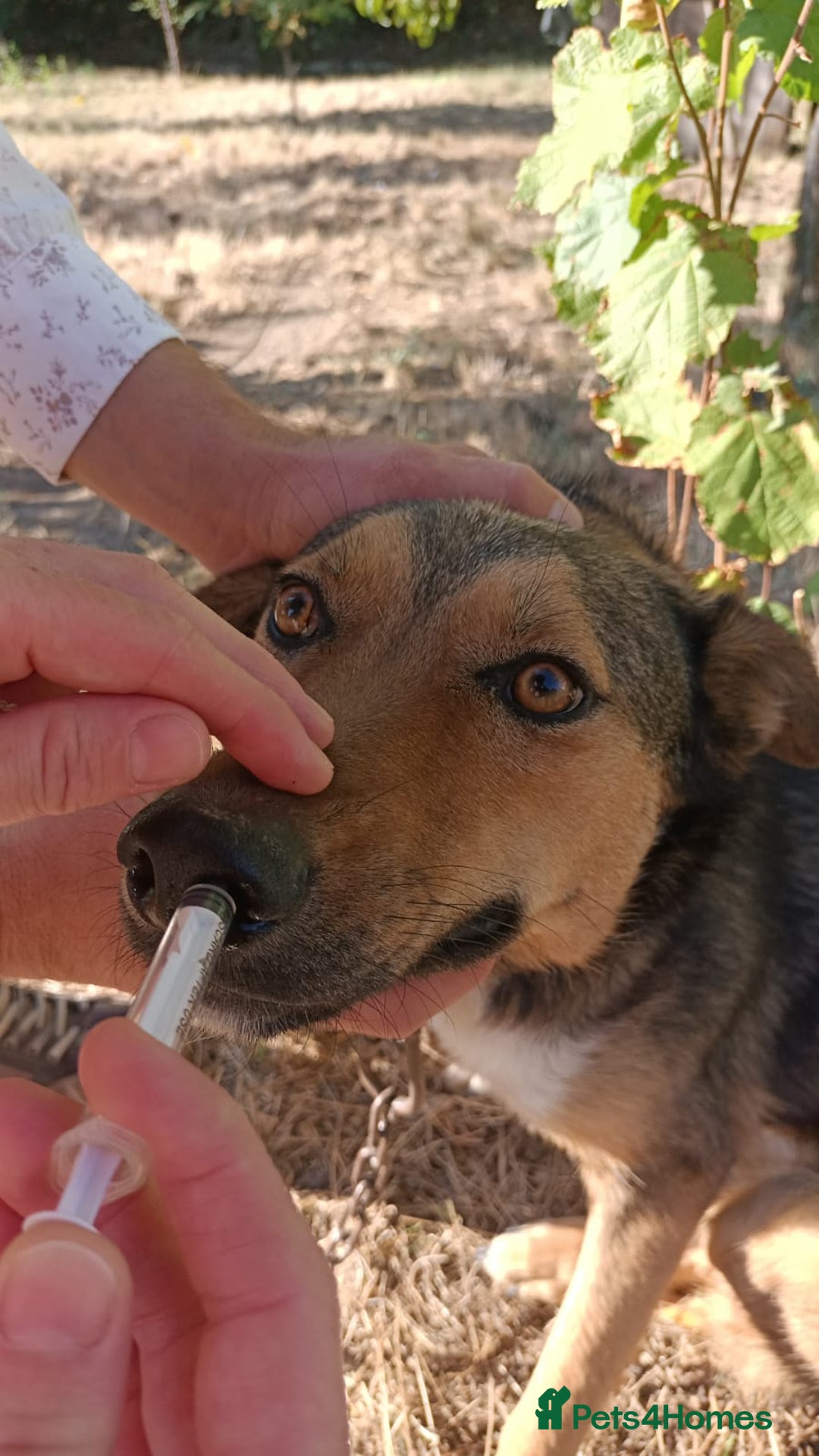Mixed Breed dogs for adoption: LOLITA, a Superb young Girl - for a Loving HOME - Image 28
