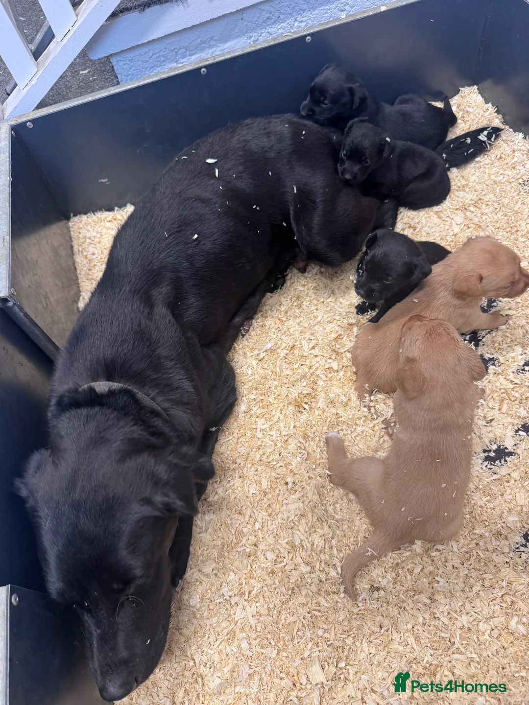 Labrador Retriever dogs for sale: KC Labrador pups in Dunfermline - Advert 2