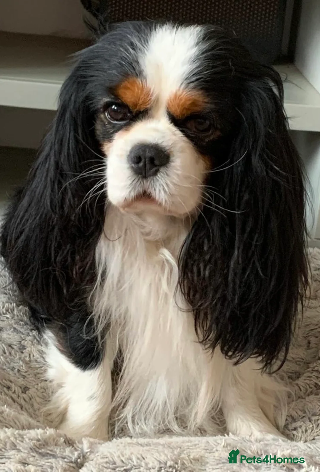 Cavalier King Charles Spaniel dogs for stud: Extensive health tested stud KC registered  - Advert 1