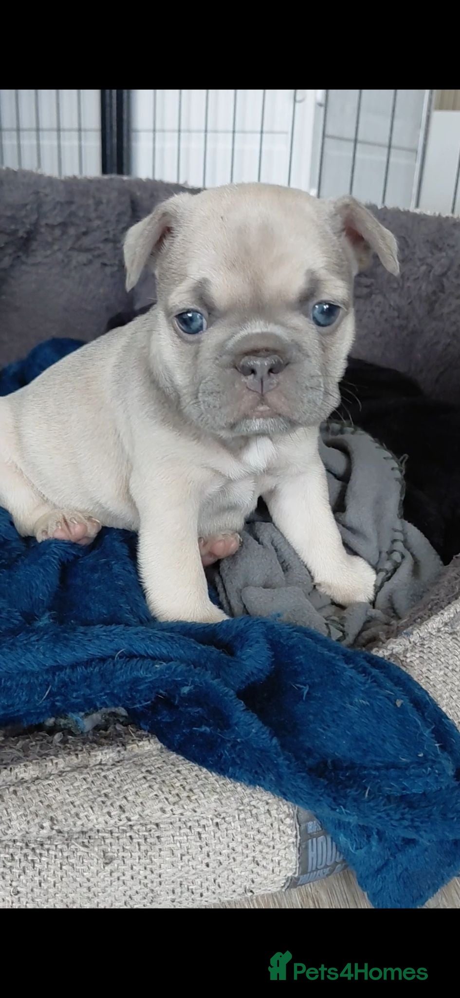French Bulldog dogs ❤️ Beautiful 5 generation pedigree puppies - Advert 1