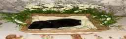 Labrador Retriever dogs for sale: 🖤 KC REGISTERED BLACK LABRADOR PUPPIES 🖤 - Advert 11