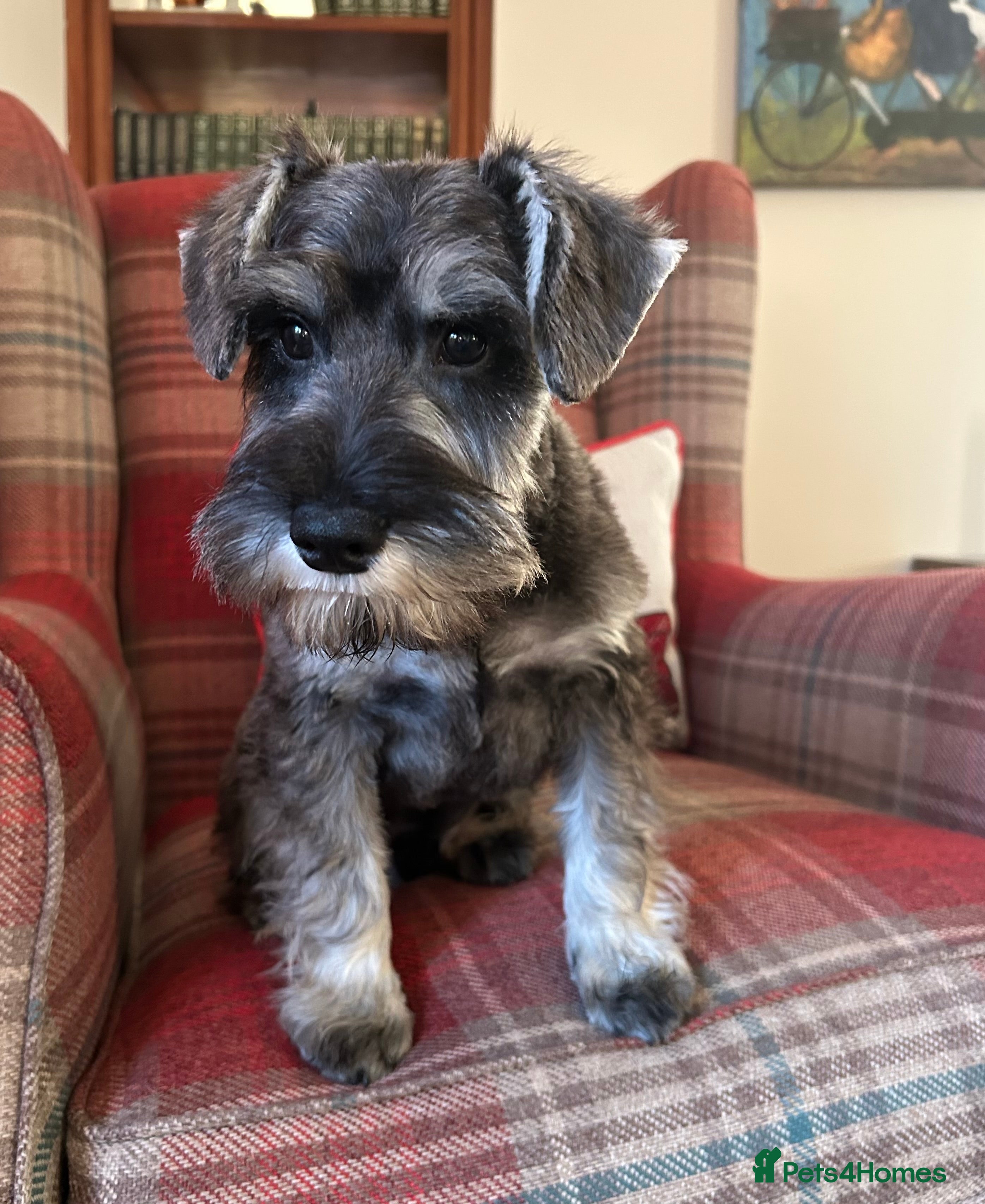 Miniature Schnauzer dogs KC registered, health tested boy ready now - Advert 12