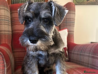 Miniature Schnauzer dogs KC registered, health tested boy ready now - Advert 12