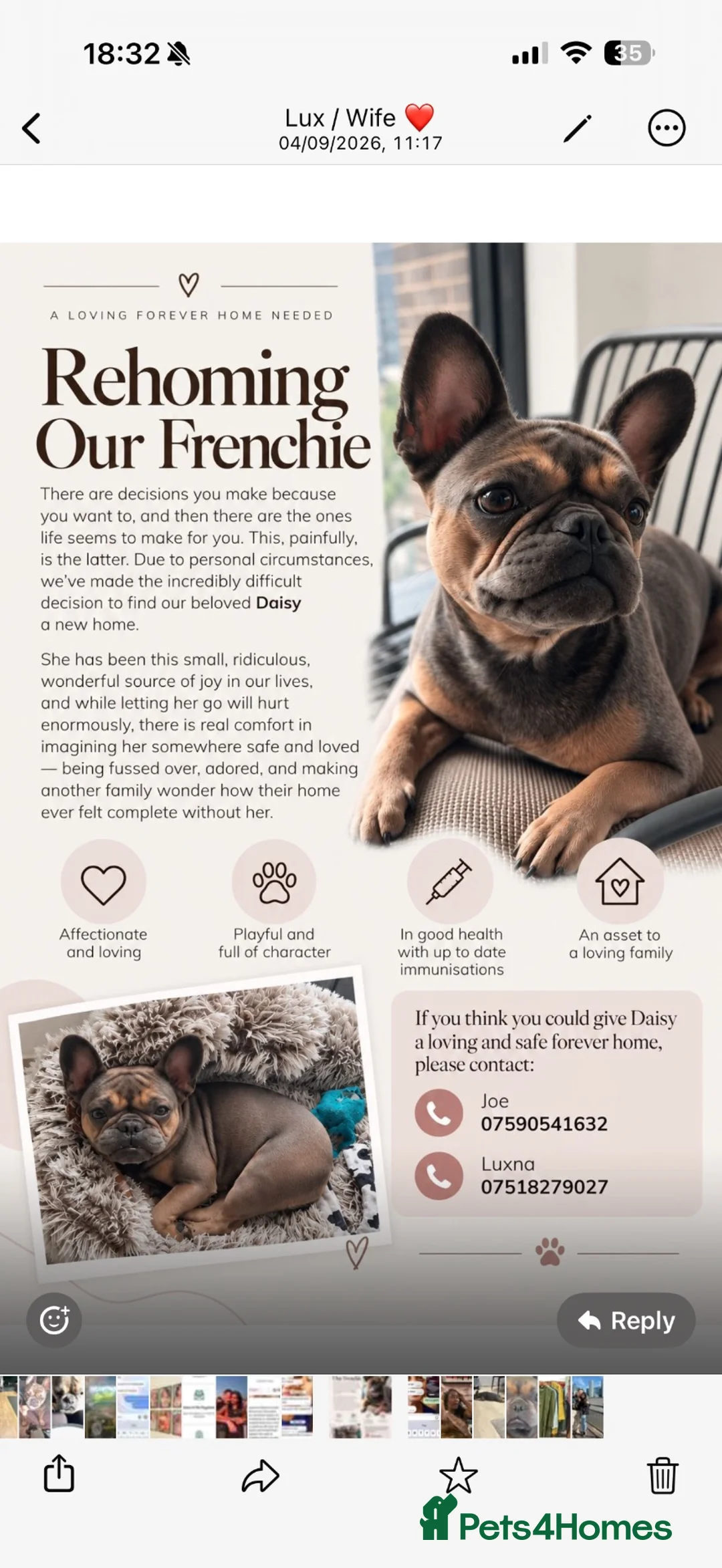 French Bulldog dogs for sale:  Beautiful French Bulldog (Daisy) ❤️ - Advert 13