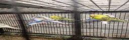Budgerigars birds for sale: Young Budgies in Middlesbrough - Advert 2