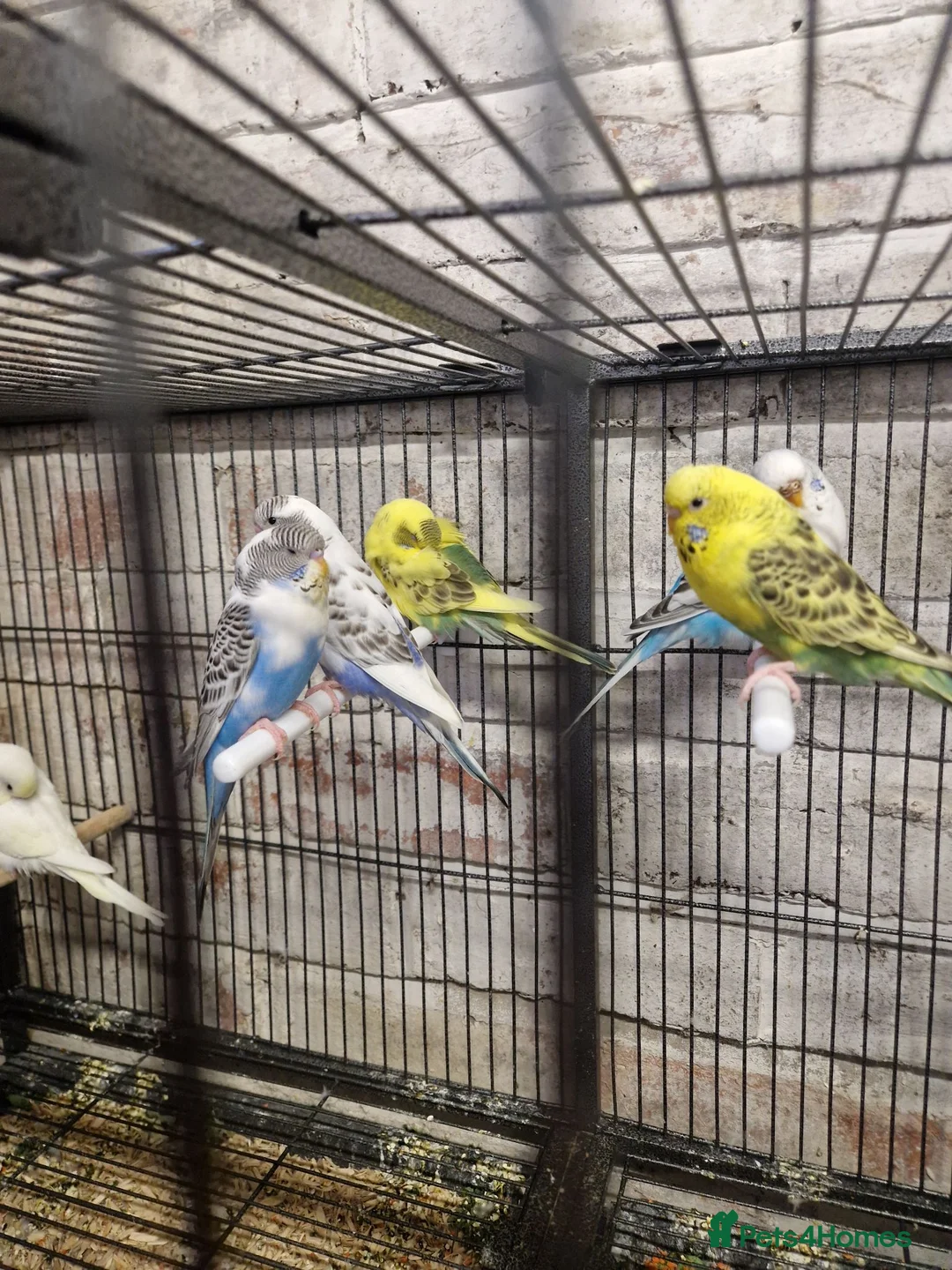 Budgerigars birds for sale: Young Budgies in Middlesbrough - Advert 2