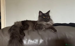 Maine Coon cats for sale: Stunning TICA registered male - Image 2