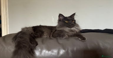 Maine Coon cats - Advert 3