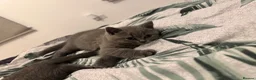 British Shorthair cats for sale: British shorthair kittens  - Advert 7
