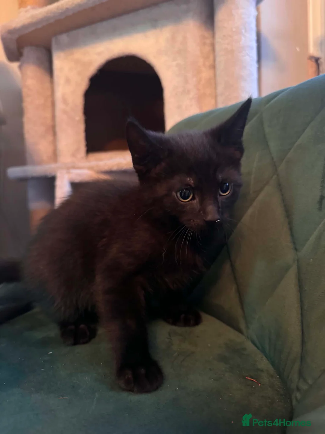 British Shorthair cats for sale: Kittens   - Advert 5