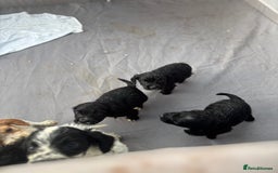 Cocker Spaniel dogs for sale: Show cocker spaniel puppies - Image 15