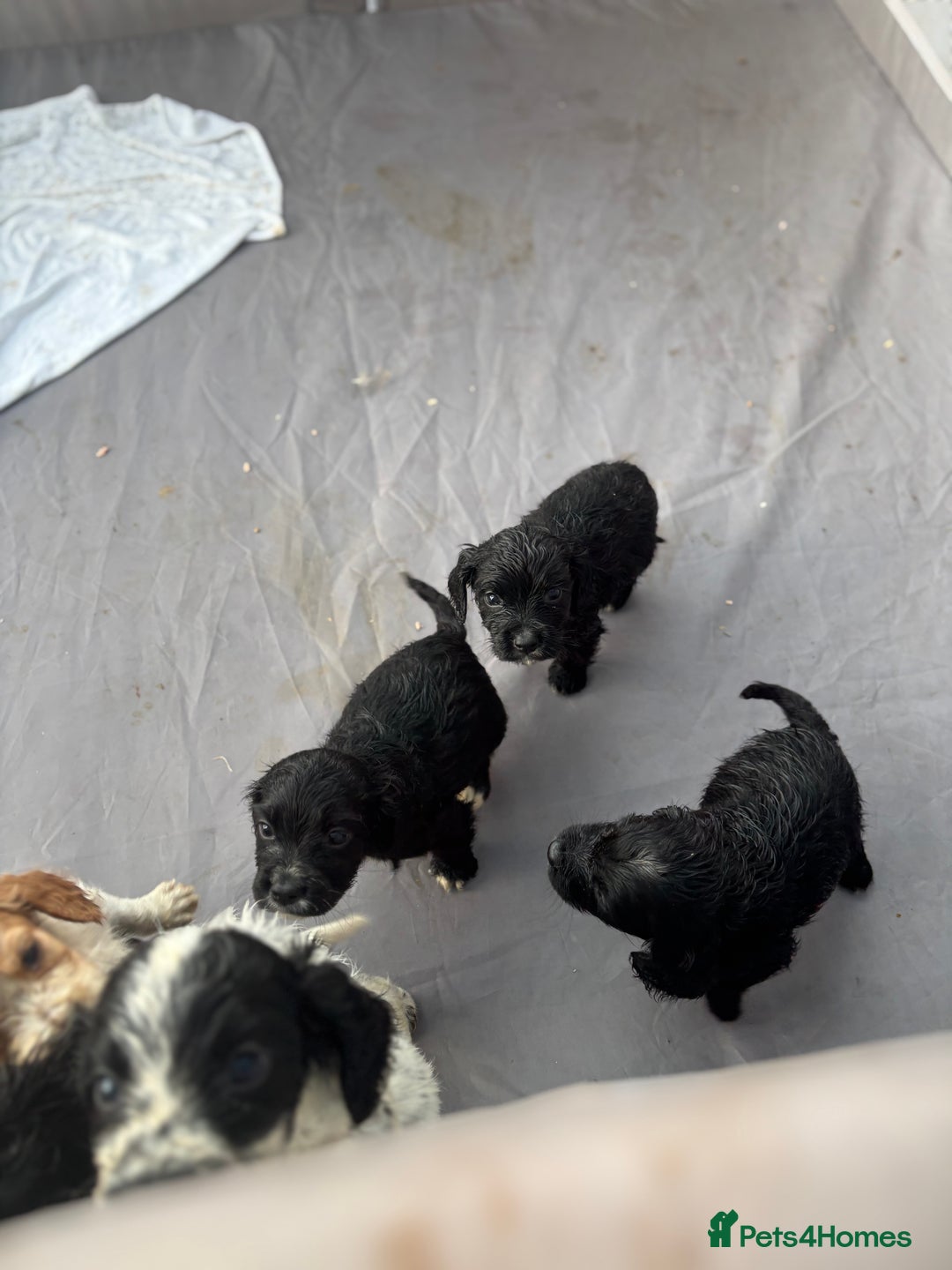 Cocker Spaniel dogs for sale: Show cocker spaniel puppies - Image 15