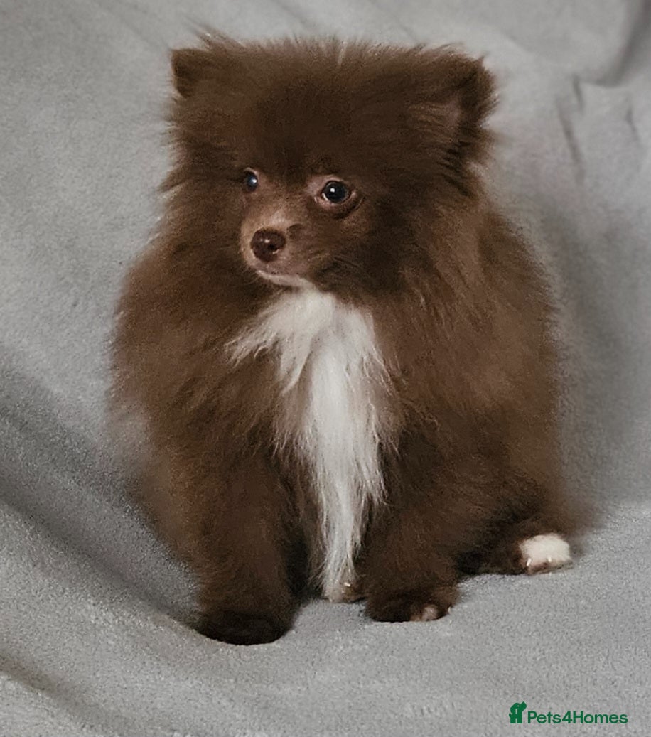 Pomeranian dogs READY TO LEAVE NOW Beautiful Boy KC pomeranian Pup - Advert 1