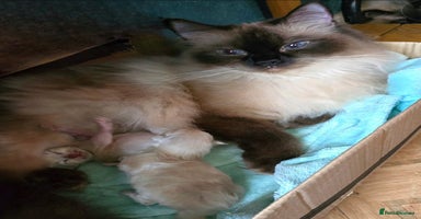 Ragdoll cats - Advert 12