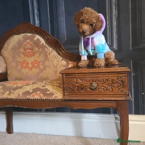 Toy Poodle dogs in Clitheroe - Advert 4