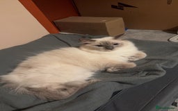 Ragdoll cats for sale: Our Lovely Girl – Looking for a Forever Home - Image 7
