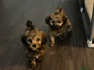 Mixed Breed dogs Yorkipoo x shihtzu puppies - Advert 1
