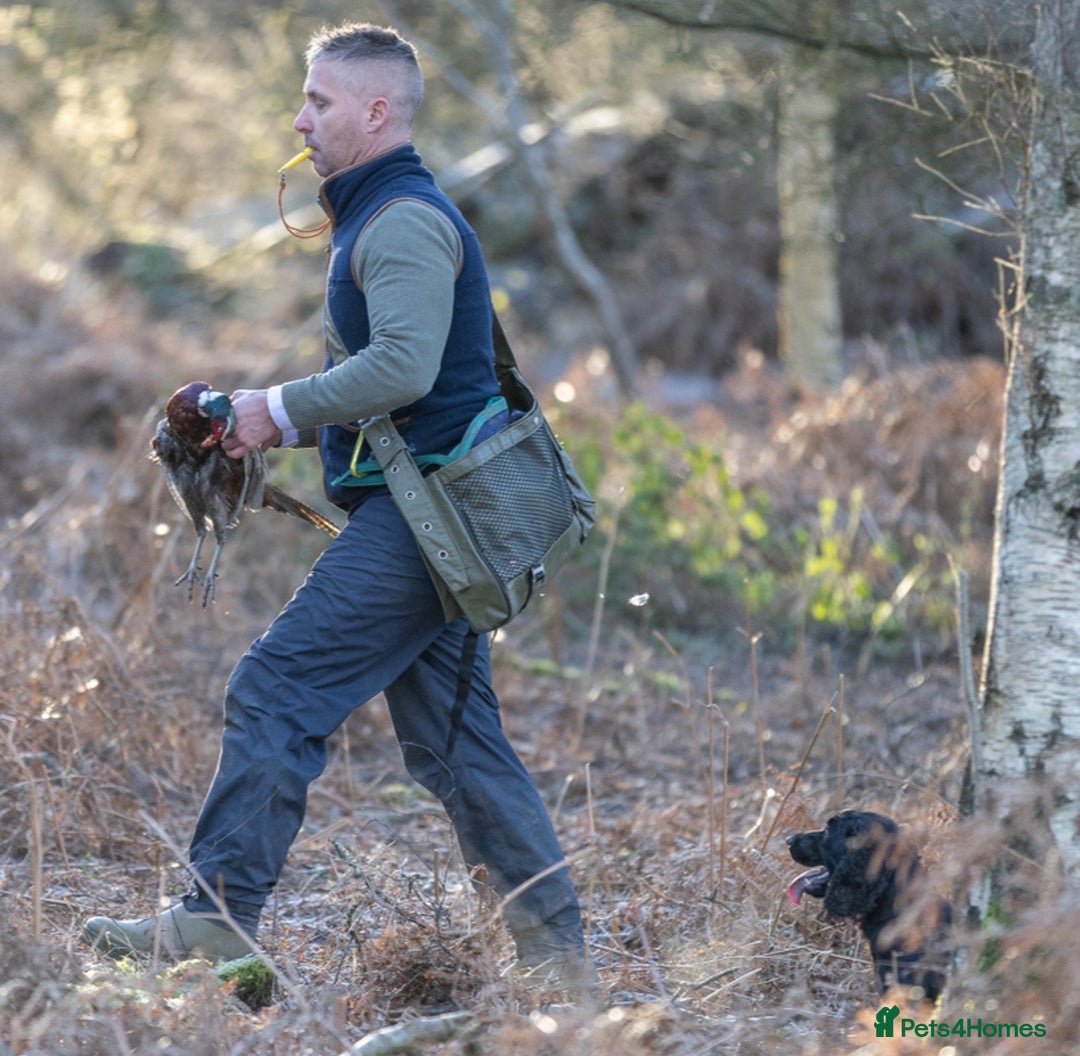 Cocker Spaniel dogs for stud: FTCh Penwills Charlie of Winhocklin  in Southampton - Advert 3
