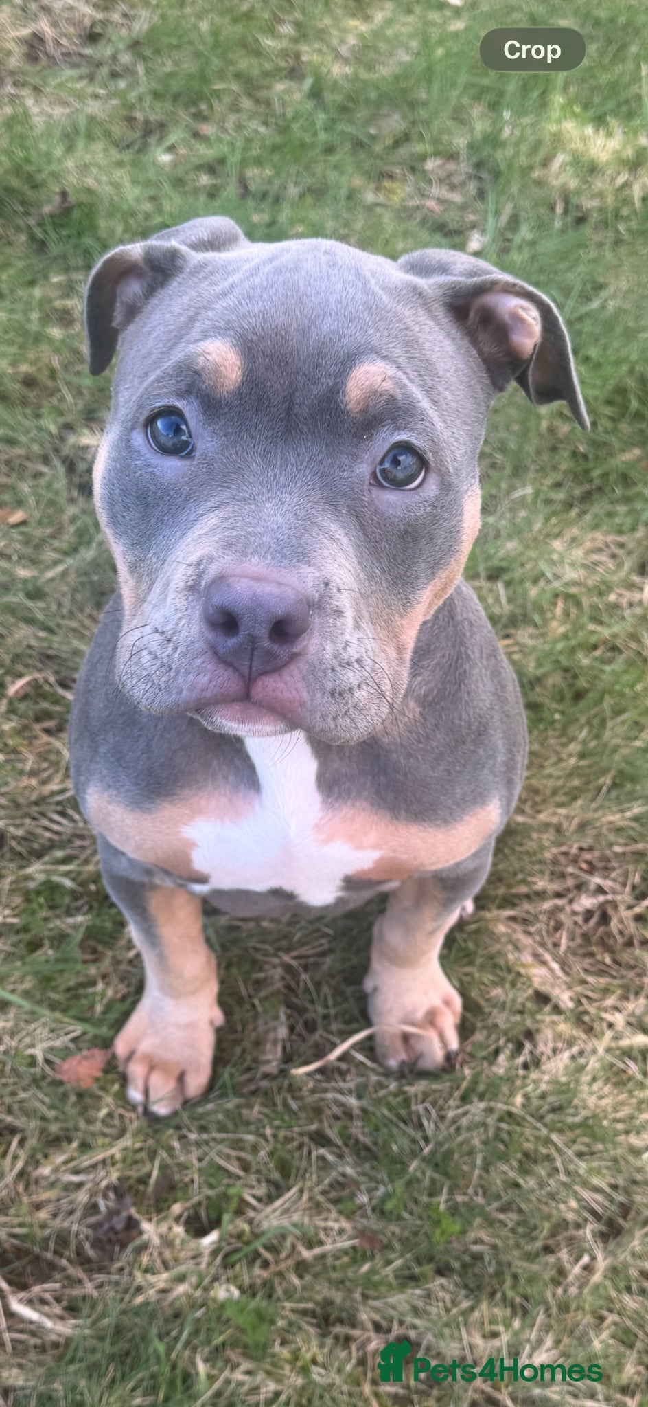 American Bully dogs Pocket bully  - Advert 1