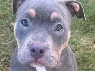 American Bully dogs Pocket bully - Advert 1