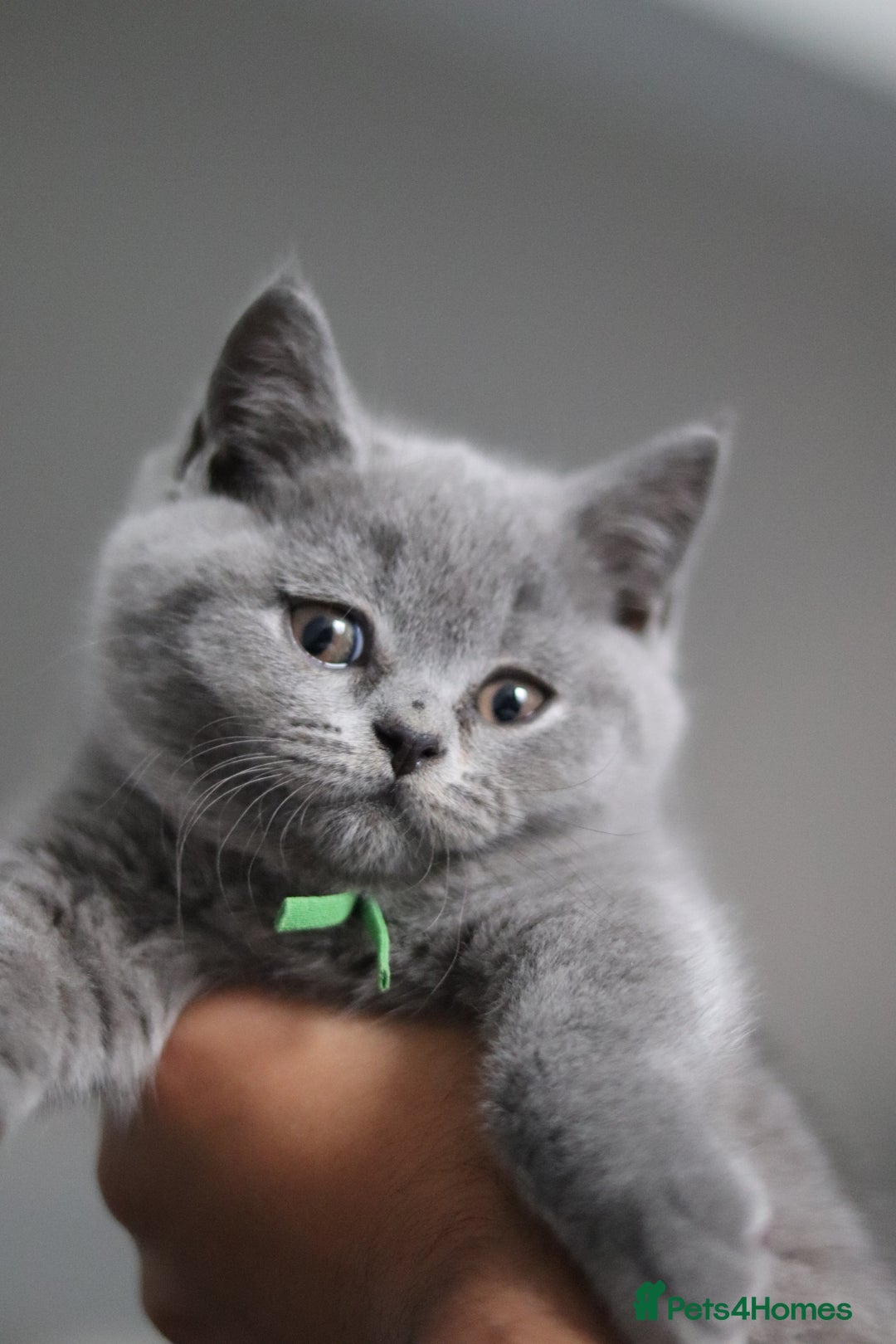 British Shorthair cats for sale: ✨️Outstanding GCCF Grand Chmp Line BSH ❤️ - Image 33