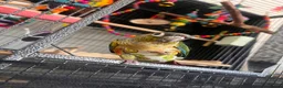 Conures birds for sale: X2 conures for sale - Advert 2