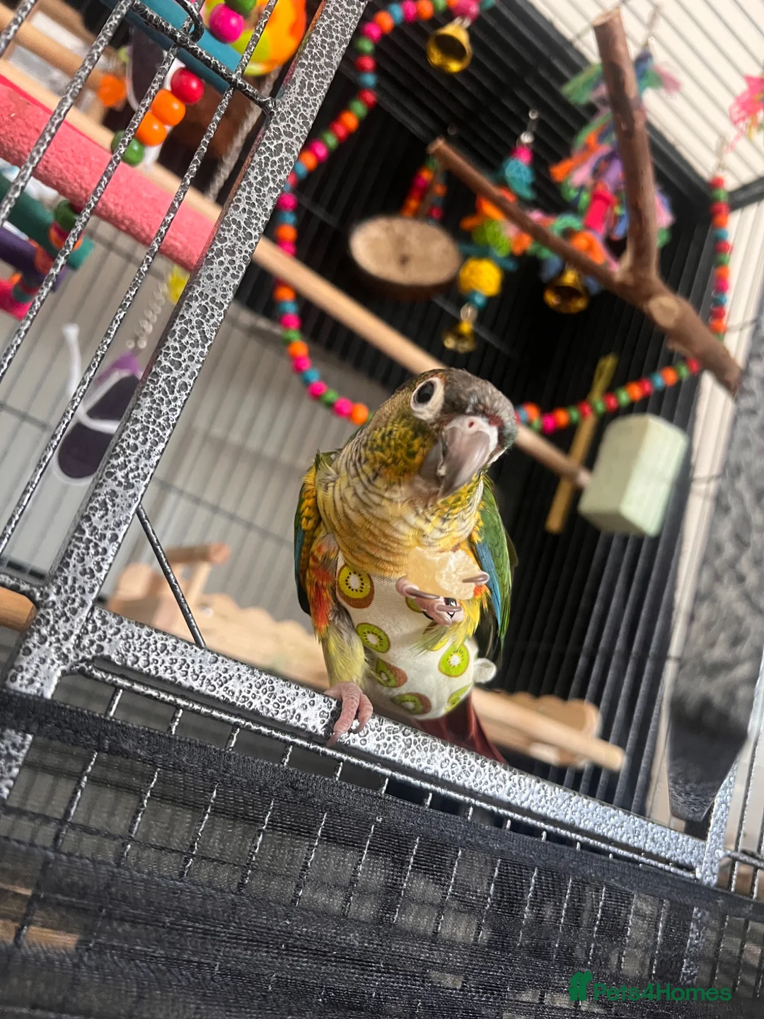 Conures birds for sale: X2 conures for sale - Advert 2