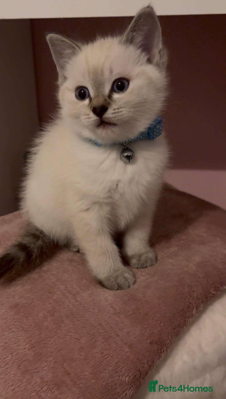 Mixed Breed cats READY NOW Male BSH x Ragdoll Kitten - Advert 12