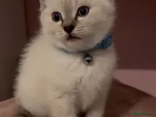 Mixed Breed cats READY NOW Male BSH x Ragdoll Kitten - Advert 12