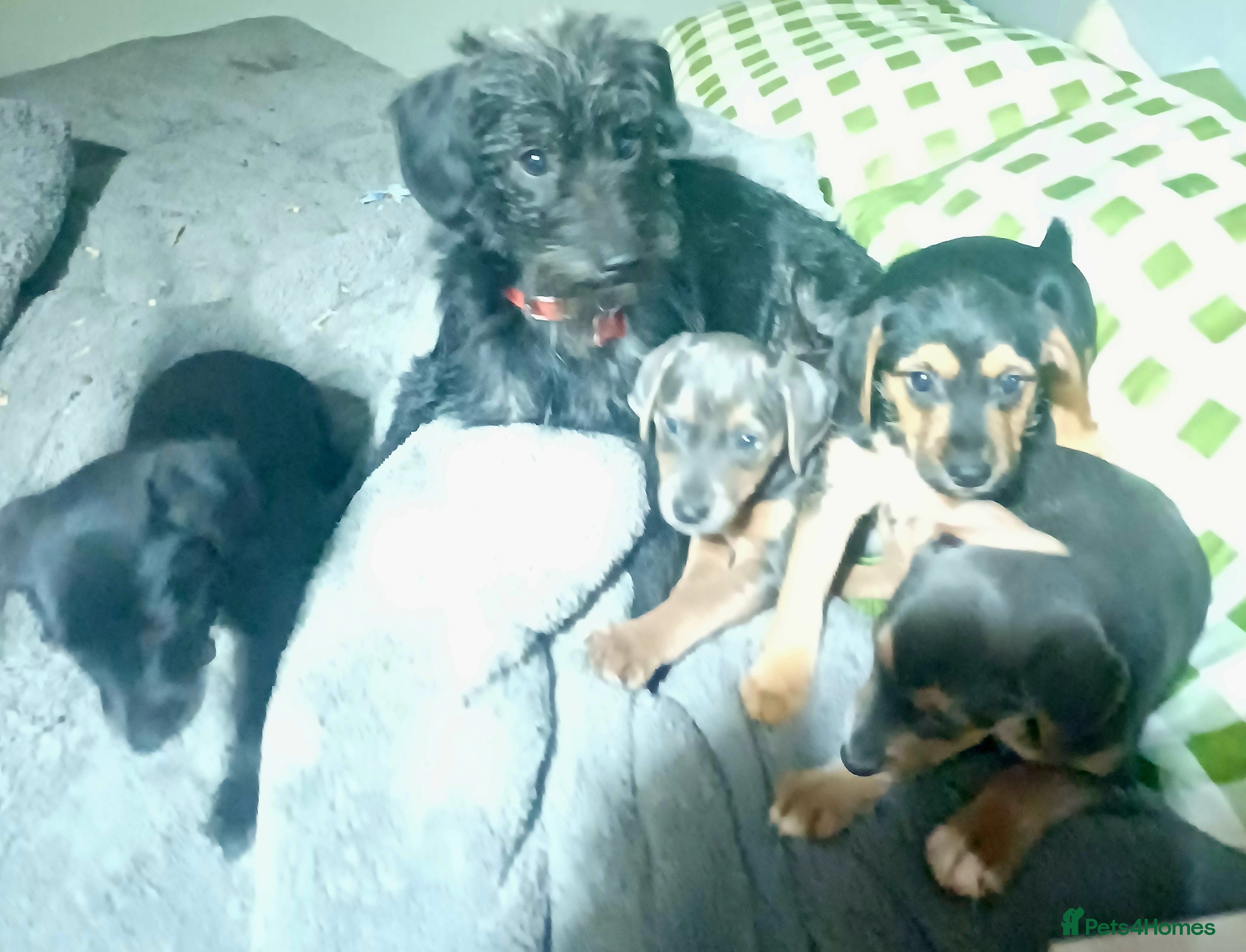 Jackapoo dogs Adorable Jackapoo Puppies  - Advert 3