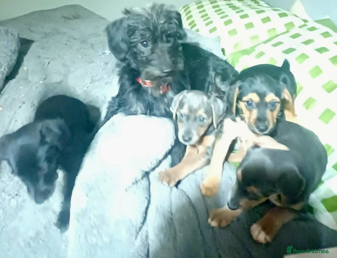 Jackapoo dogs for sale: Adorable Jackapoo Puppies  - Advert 1