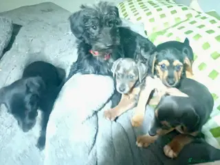 Jackapoo dogs Adorable Jackapoo Puppies - Advert 3