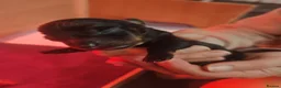 Miniature Dachshund dogs for sale: Beautiful miniature dachshund puppies - Advert 8