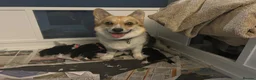 Welsh Corgi Pembroke dogs for sale: 6 beautiful corgi puppies in Rochester - Advert 7