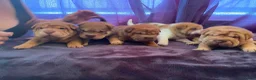 Shar Pei dogs for sale: 7 WEEKS Beautiful KC Registered Shar Pei Puppies - Advert 18