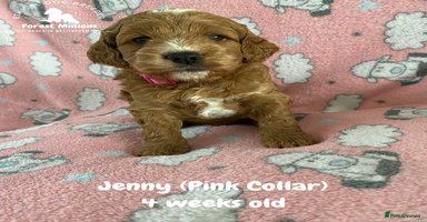 Cockapoo dogs - Advert 27